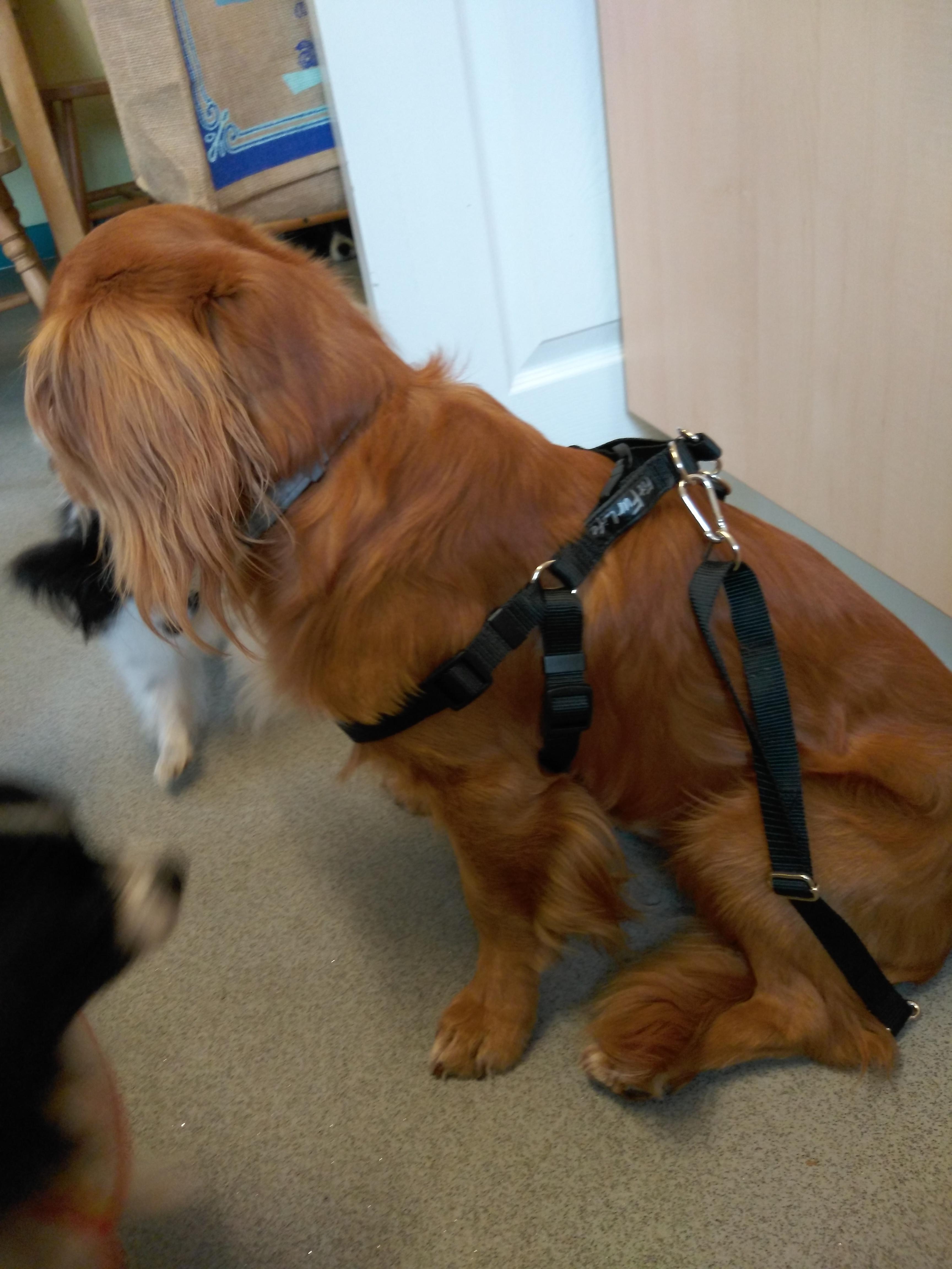 Dog Harnesses - Image 1