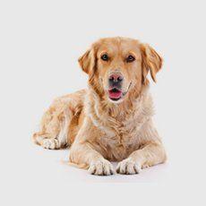 Recommended By Experts