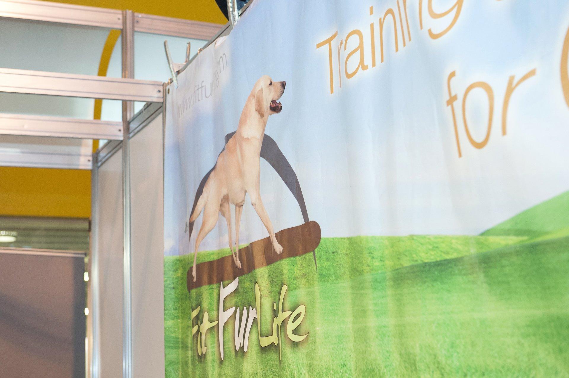 Fit Fur Life dog treadmill gallery image 4